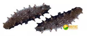 舟山海鲜代加工攻略,最全舟山海鲜攻略