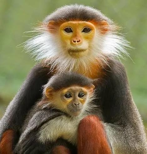 猴子72变图片,看看猴子