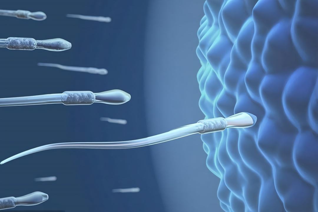 每个月胎儿发育图,胎儿发育过程图1至10个月图片