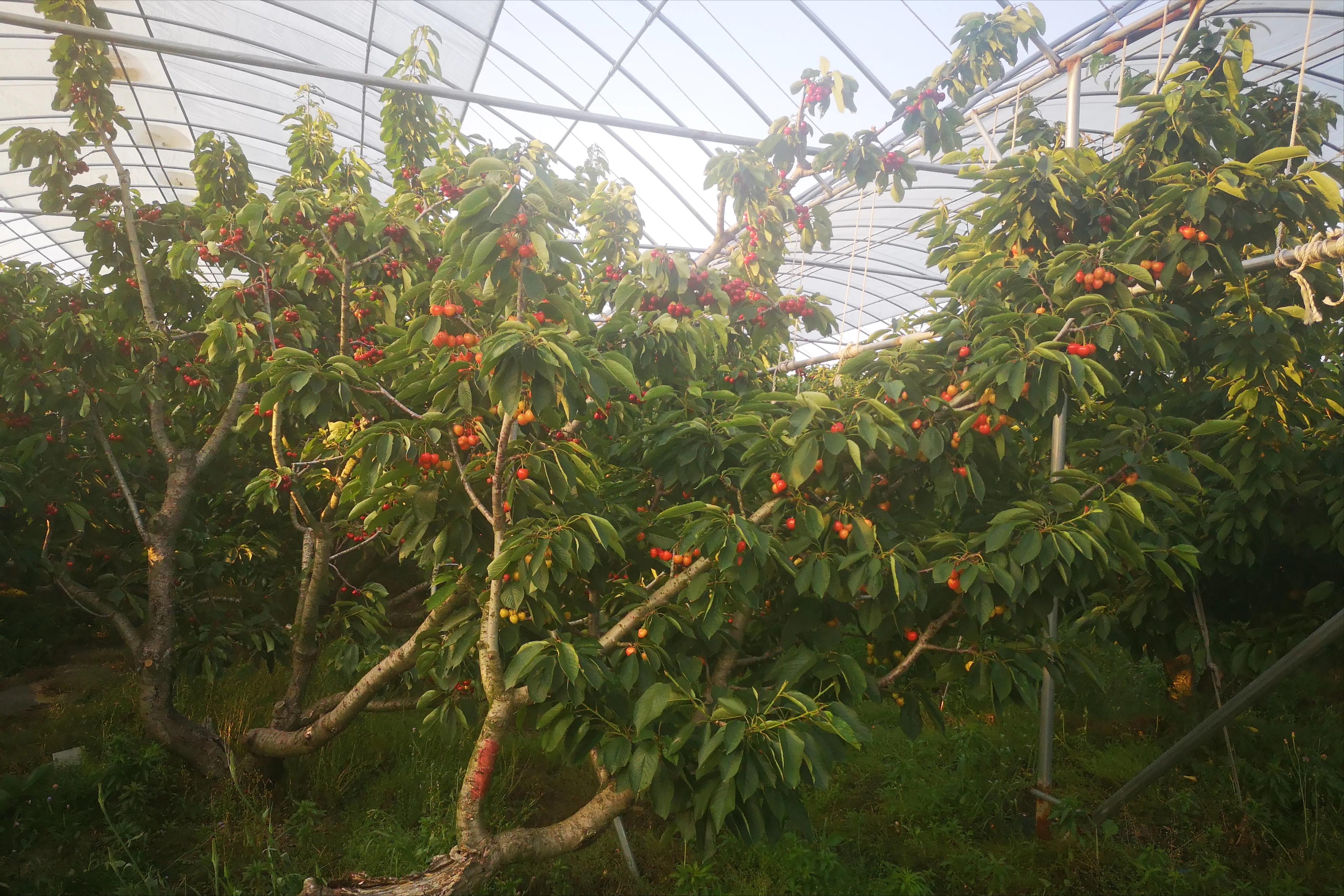 大樱桃裂果病防治,大樱桃树裂果怎么治