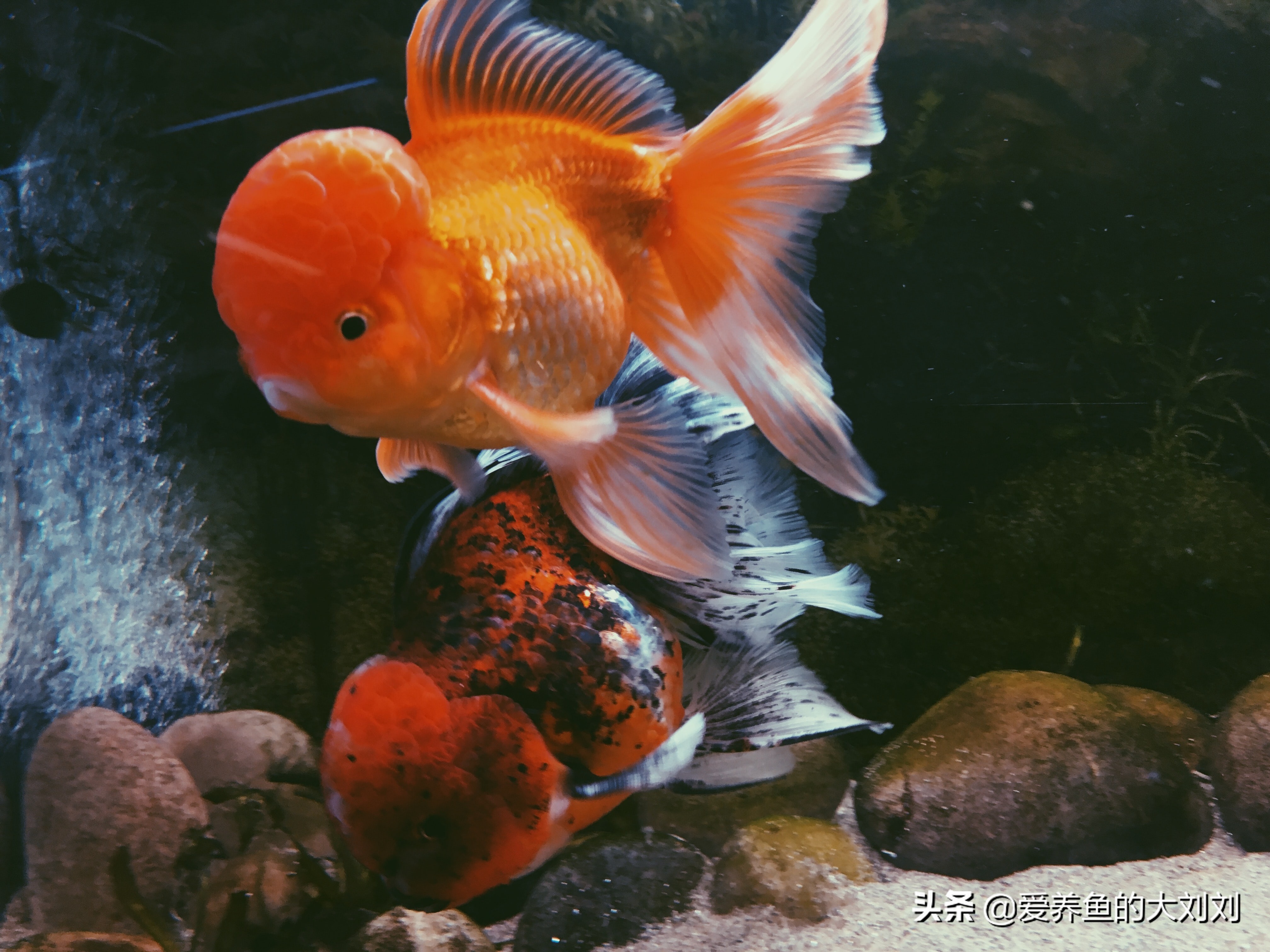 怎么延长金鱼的寿命,金鱼的寿命最长能活多少年