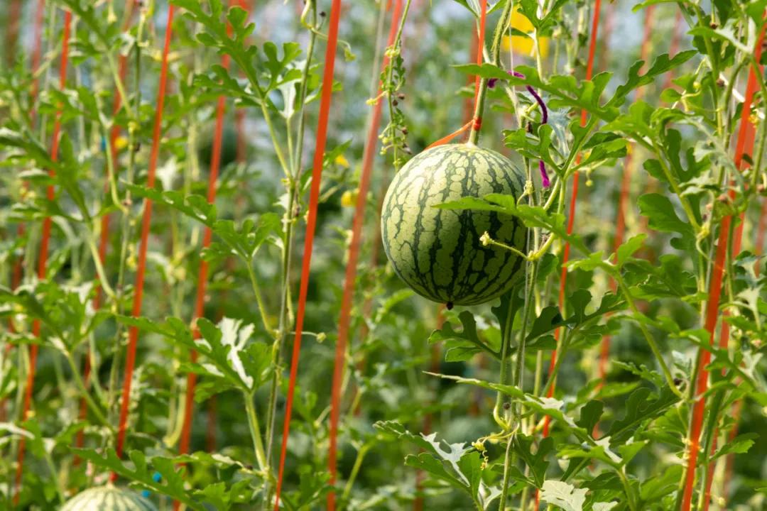 4月的正确开启方式,四月怎么开荷花