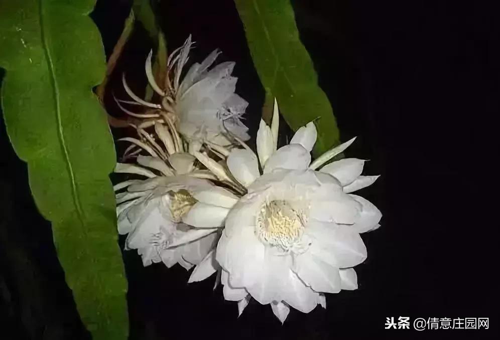 名贵植物排行榜前十名,名贵树种排名