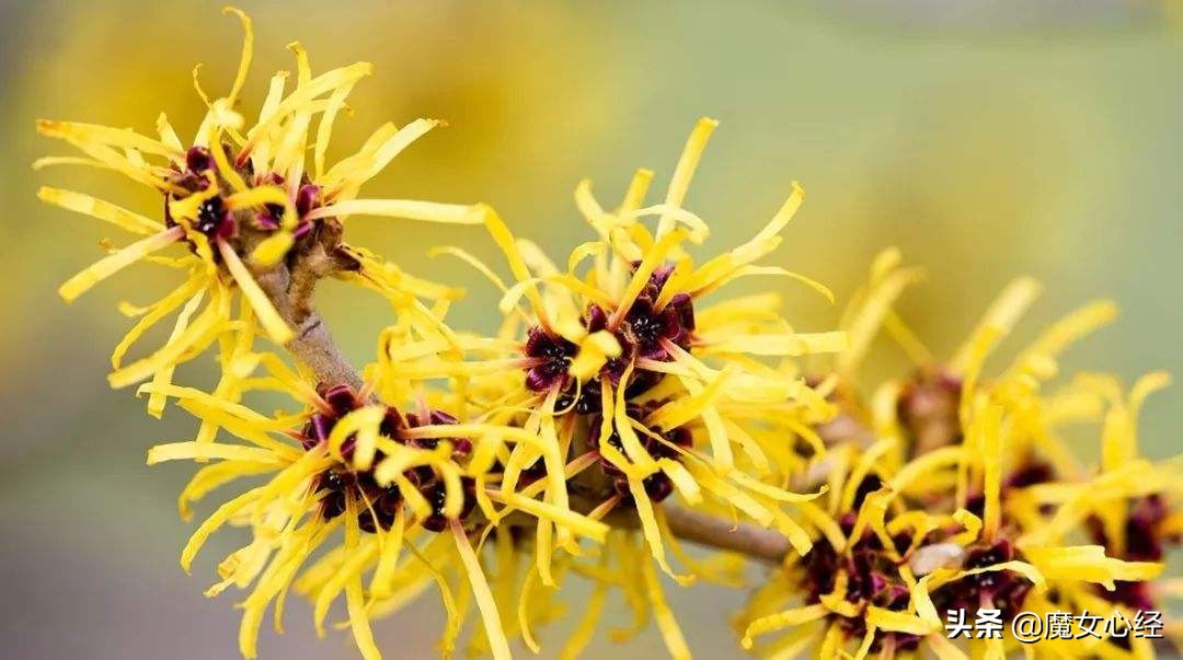 舒缓镇静的护肤品,能够修护皮肤肌底的护肤品成分