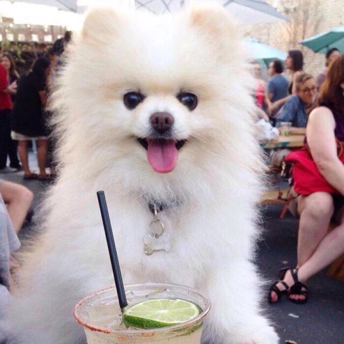 儋州宠物博美,博美小百科