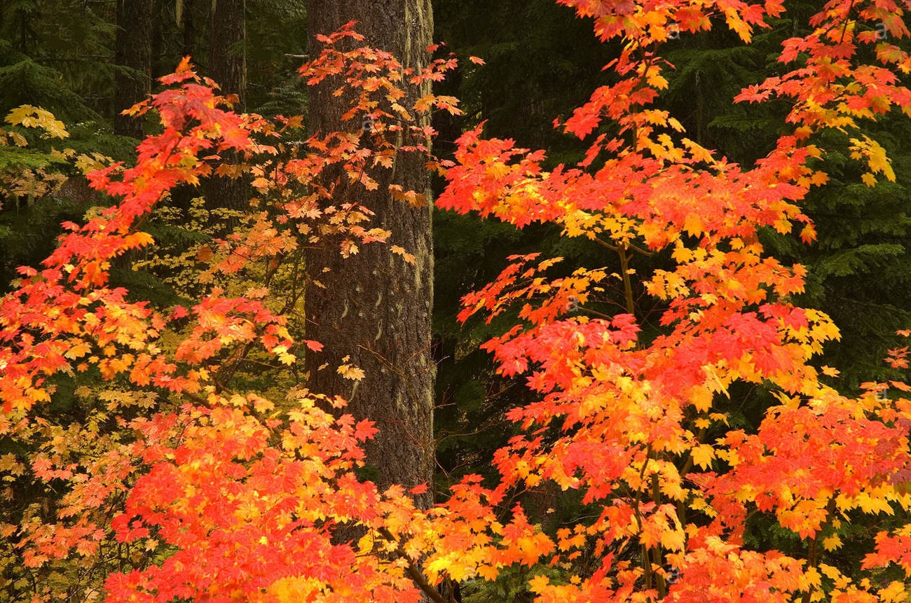 绿山墙的安妮中的植物,绿山墙的安妮概要