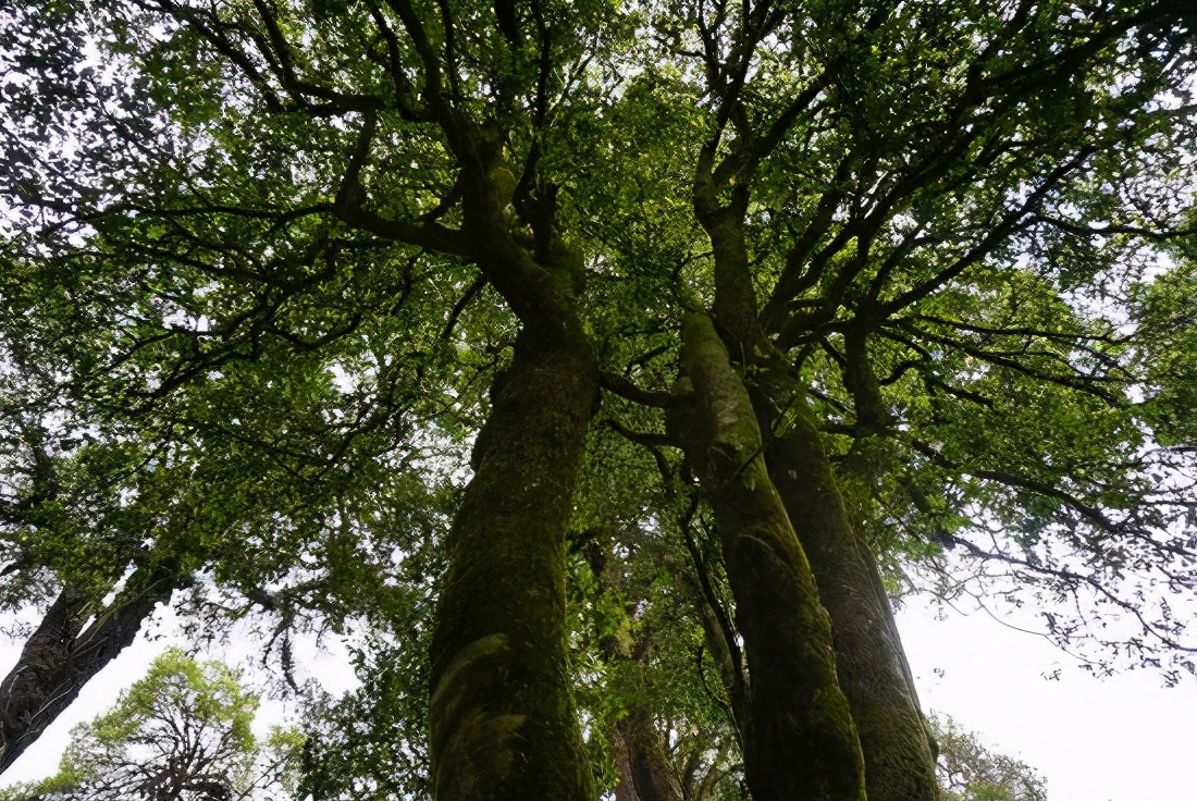 临沧古树茶有哪些产地和品牌,临沧古树茶野生茶有哪些