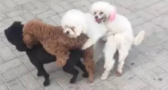 泰迪真的有那么“好色”吗？其实我们都冤枉它了，它也很无辜