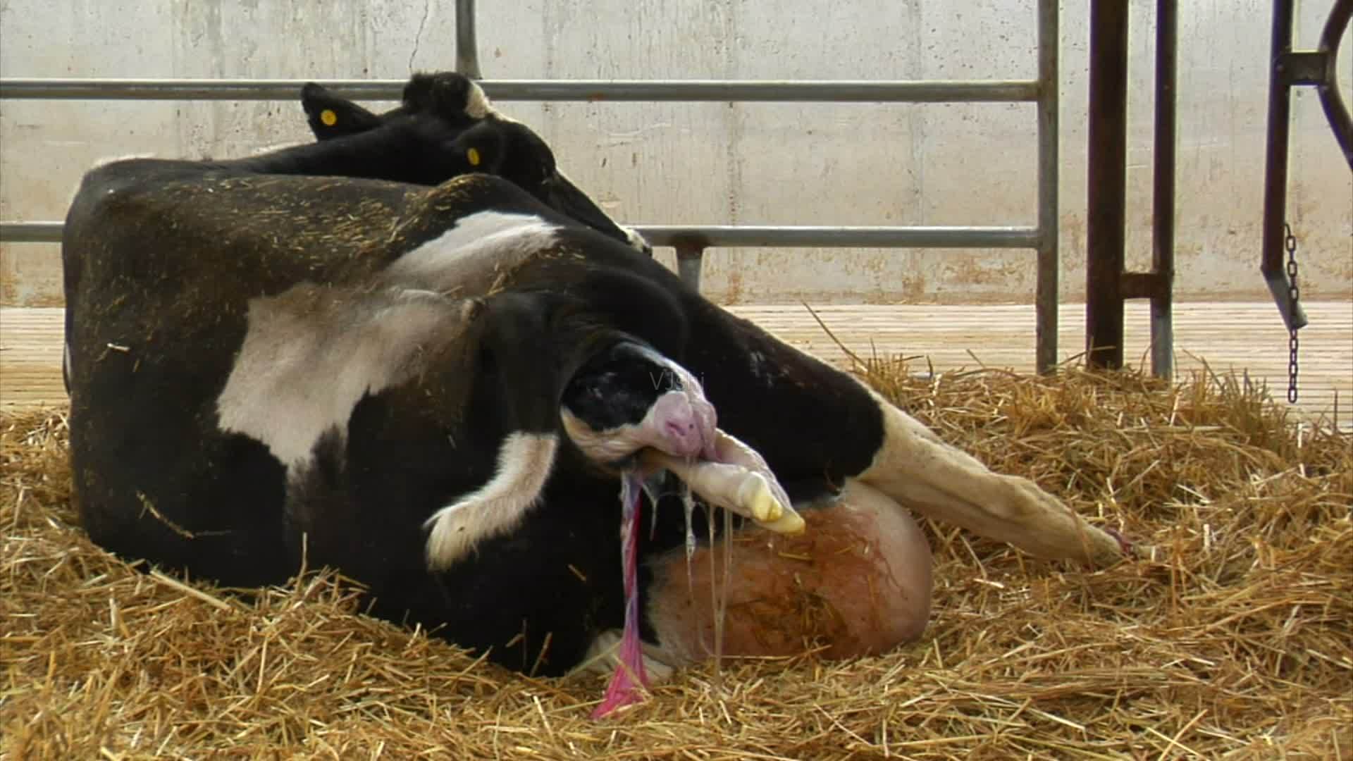 奶牛生完小牛掉胯怎么办,奶牛产完牛犊奶不多怎么回事