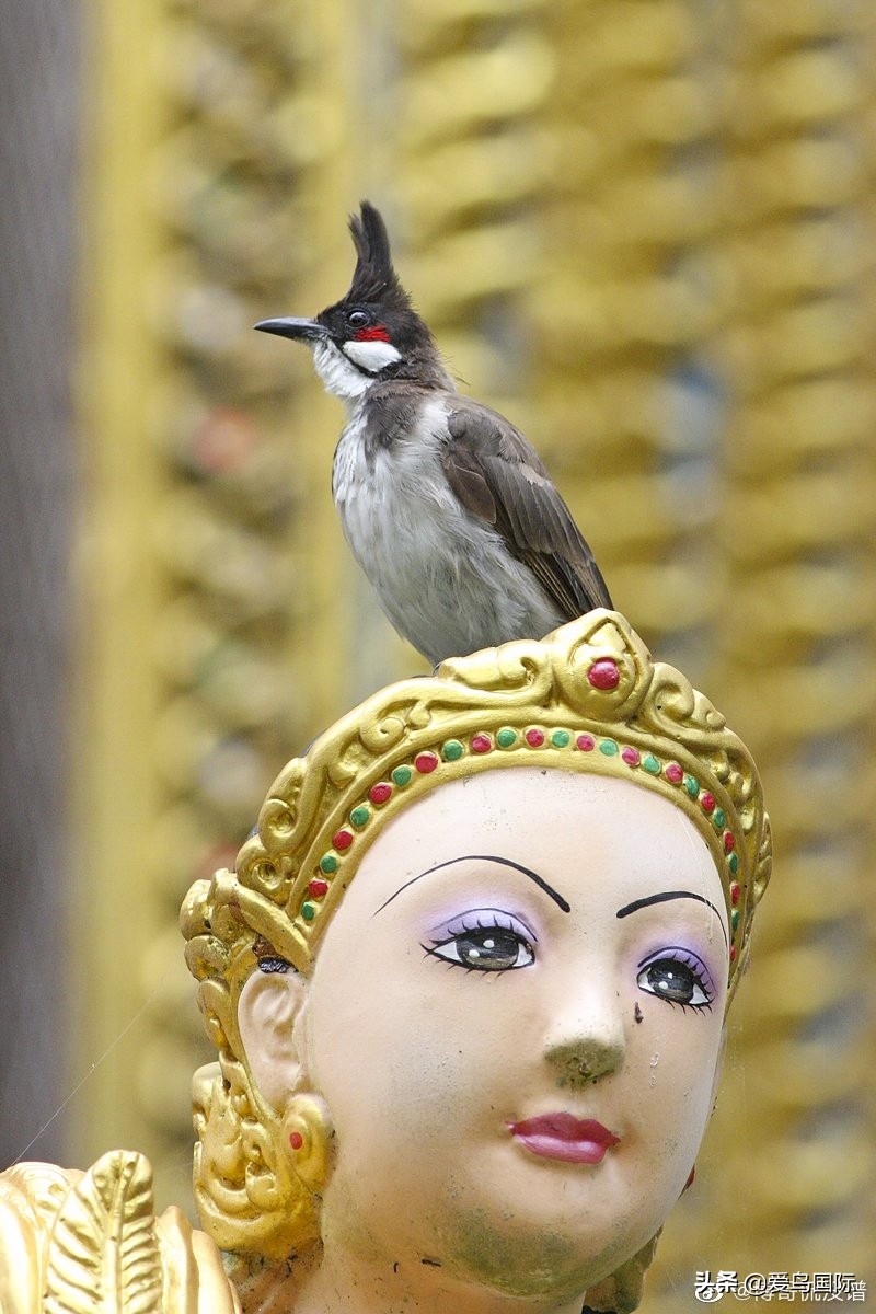 极简鸟类摄影欣赏,2019鸟类摄影作品欣赏