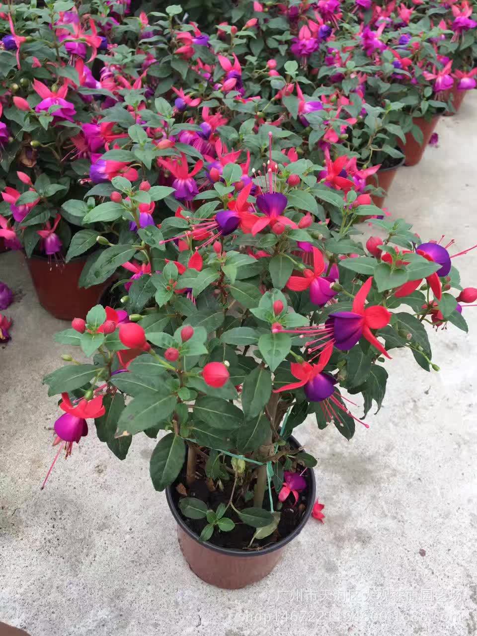 好养的盆栽花卉排名前十,盆栽花比较好养的有哪些