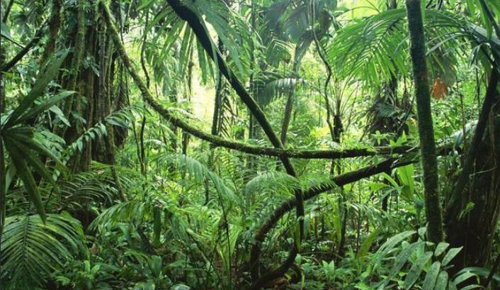 世界上最猛的蛇是不是黄蟒蛇,世界上体型最长的的八大蛇