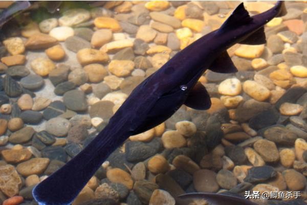 3亿年前的鸭嘴鱼,三亿年前鸭嘴鱼