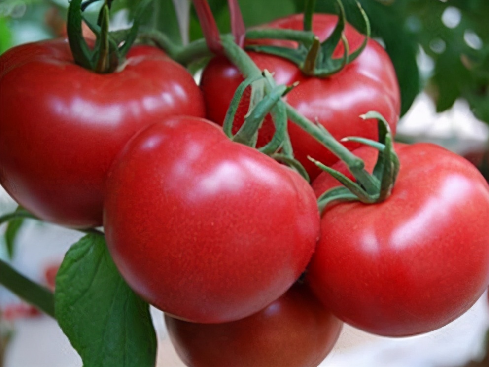 一招对付黑头,针对顽固黑头