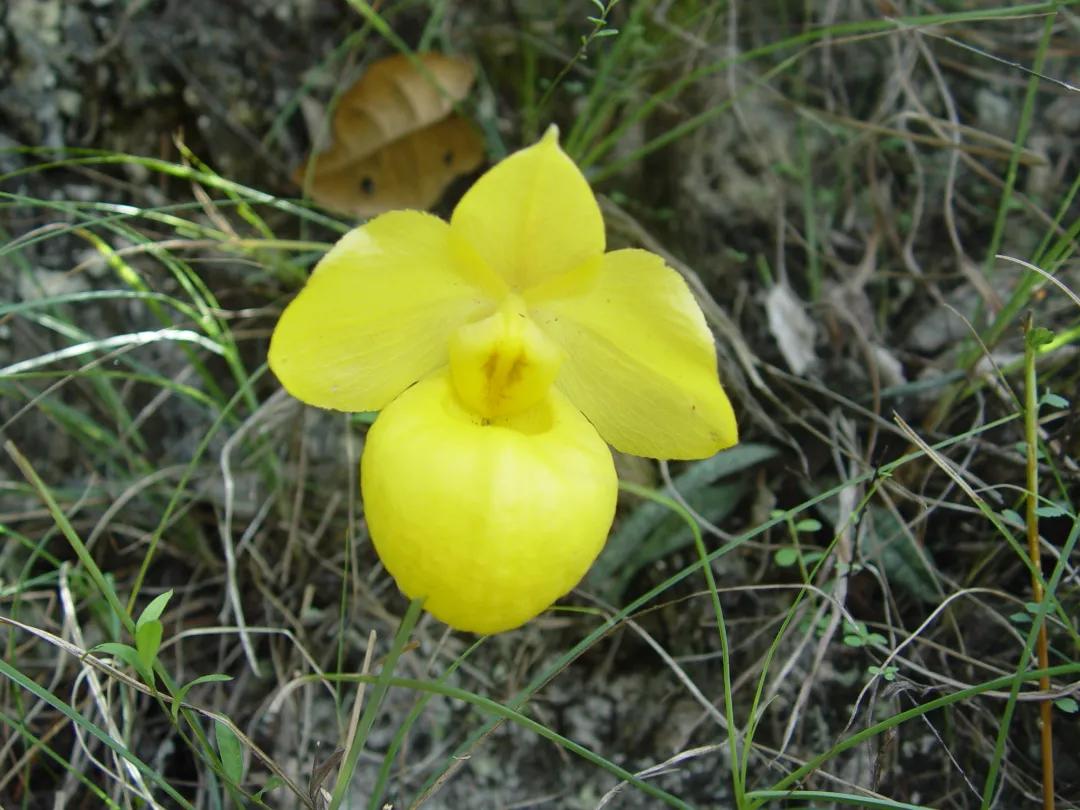 生物物种多样性,生物多样性为何如此丰富