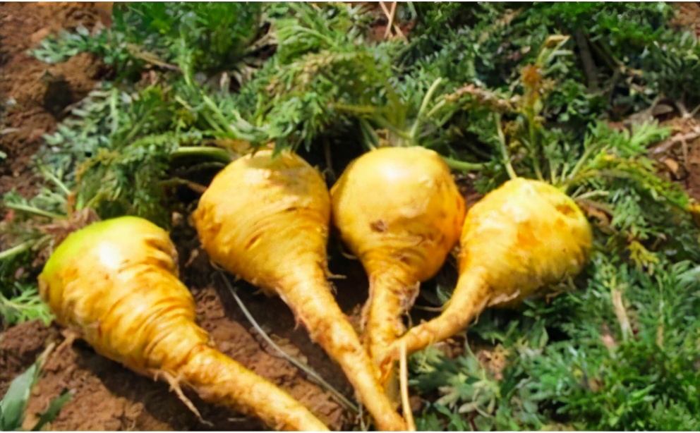 被炒天价的食品,被炒到天价的菜