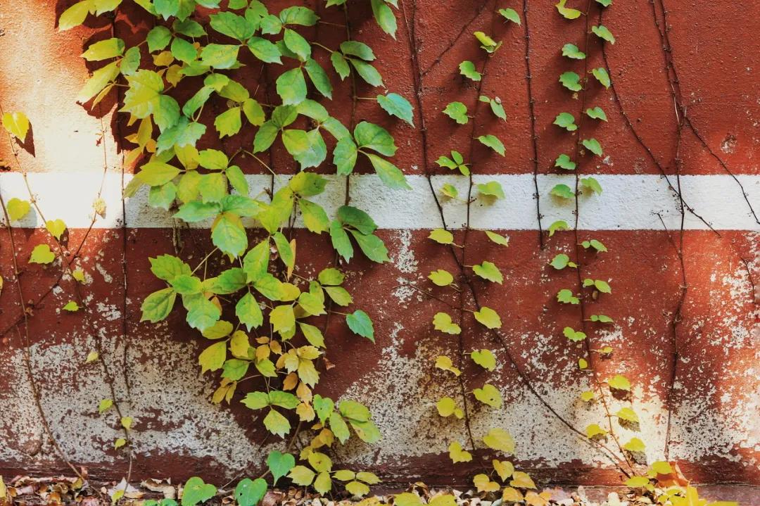 旅游三亚和厦门哪个更值得去,三亚和厦门哪个更值得去三亚旅游