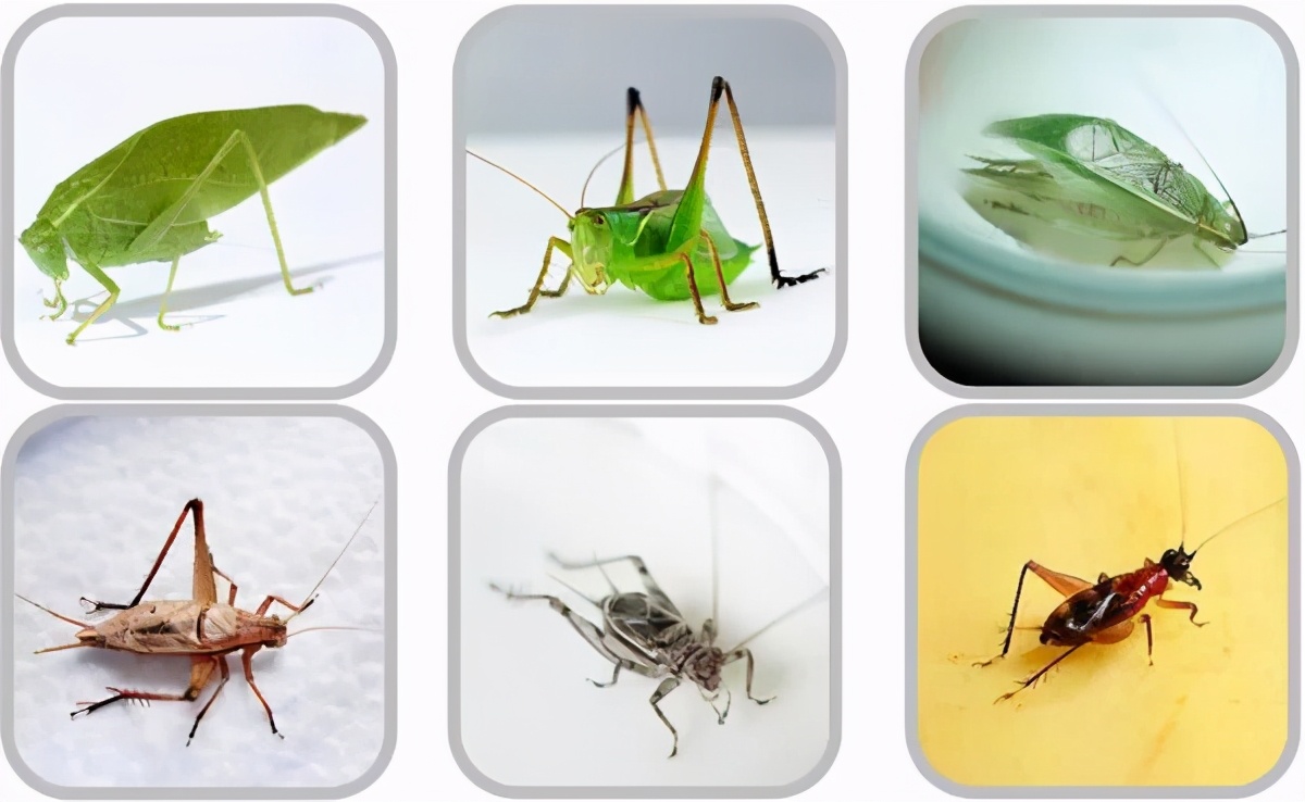 扎嘴鸣虫怎样饲养,吉尔鸣虫如何饲养