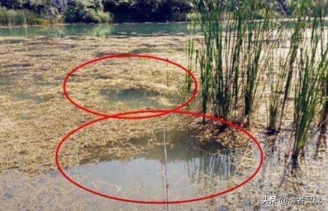 “甩籽”期鲤鱼如何垂钓,找准钓点,轻松垂钓特殊鱼情