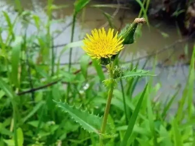 农村常见野花野草,这些野菜农村随处见