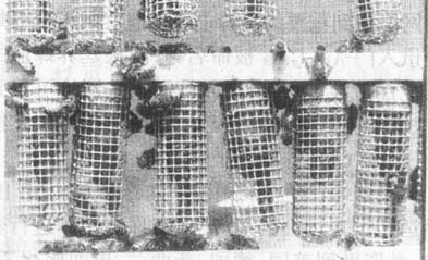 养蜜蜂收集蜜,蜜蜂怎么养出蜂王