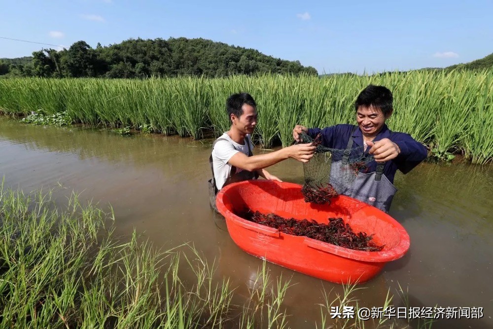 最新养殖小龙虾价格走势,小龙虾养殖及价格行情