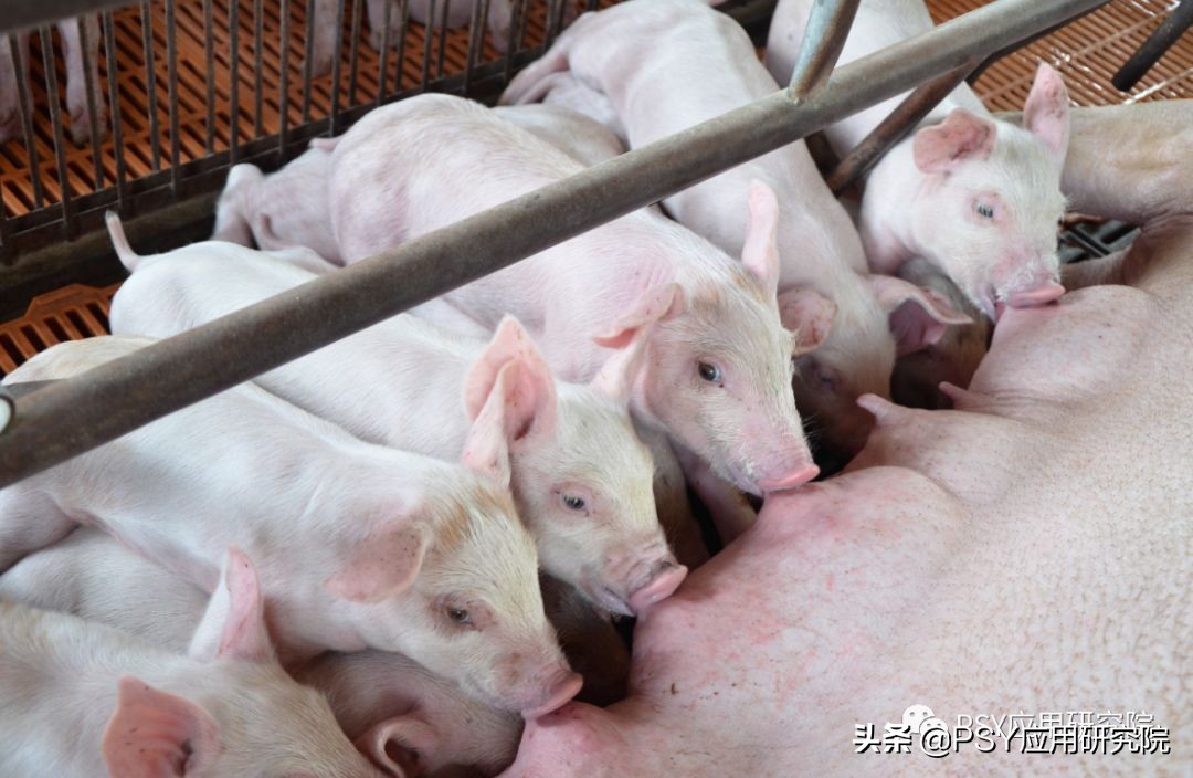 母猪乳腺病的治疗,母猪泌乳解决方法