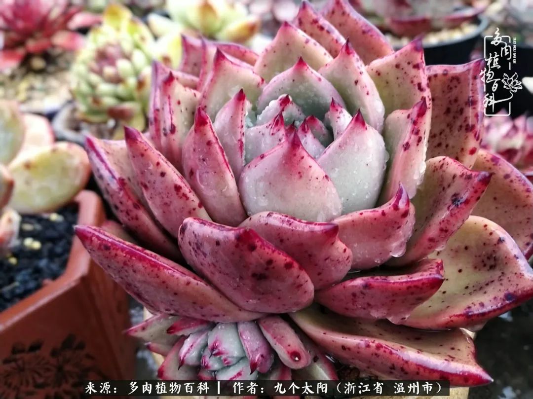 景天、球和龙舌兰，只要是多肉，都喜爱