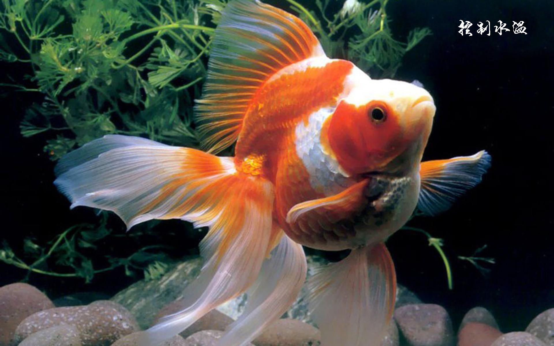 金鱼要养几条风水好,金鱼要用什么喂养呢