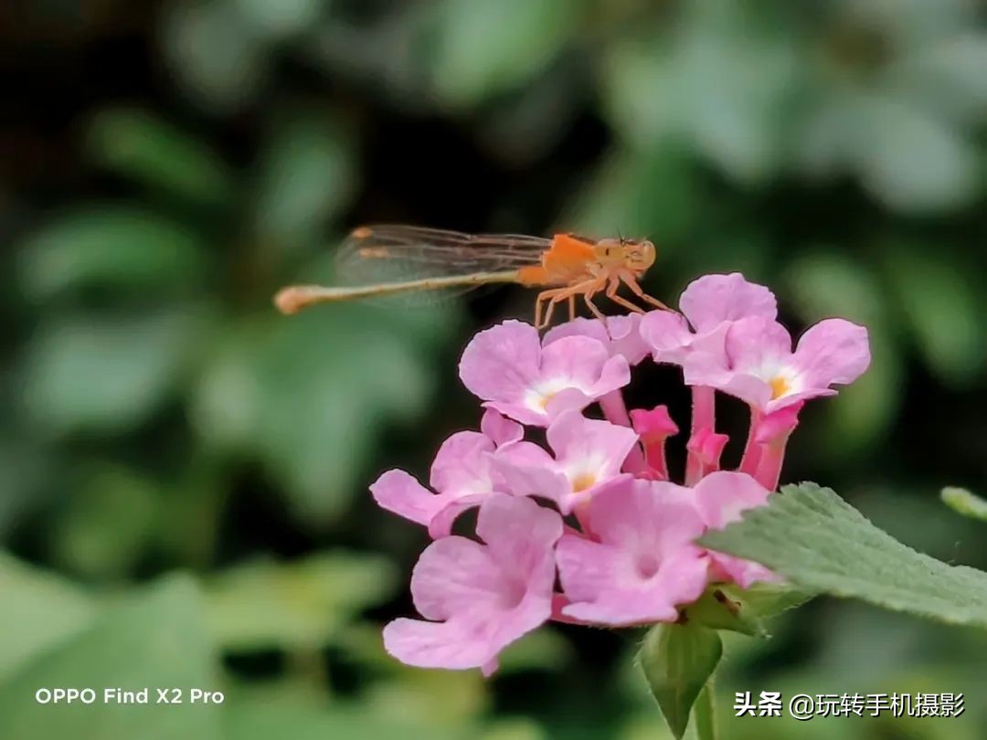oppo拍照与苹果对比,哎哟不错哦周杰伦试听