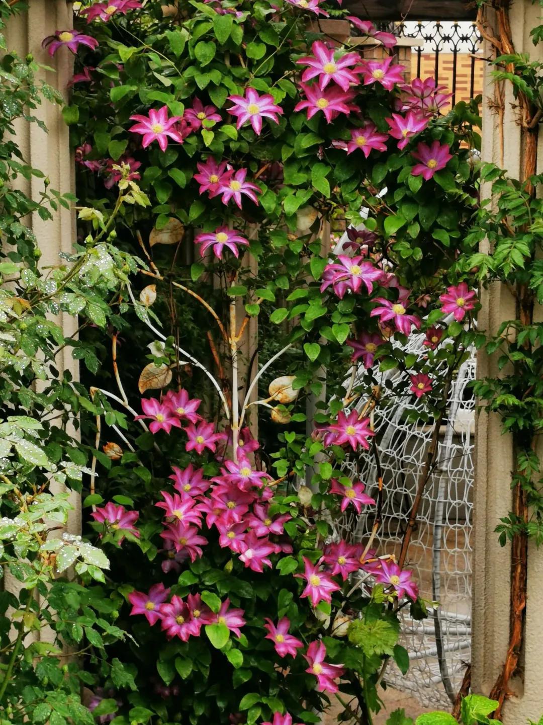 北方一年四季都开花的花园,东北花园四季开花植物