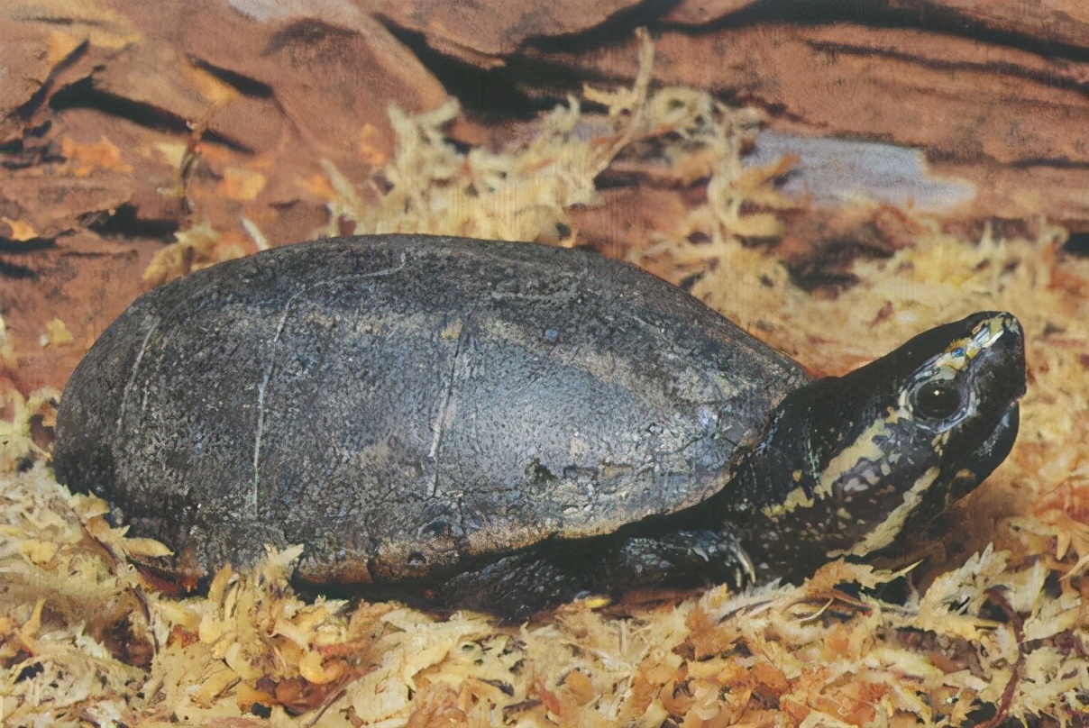 龟类纪录片,龟类图片