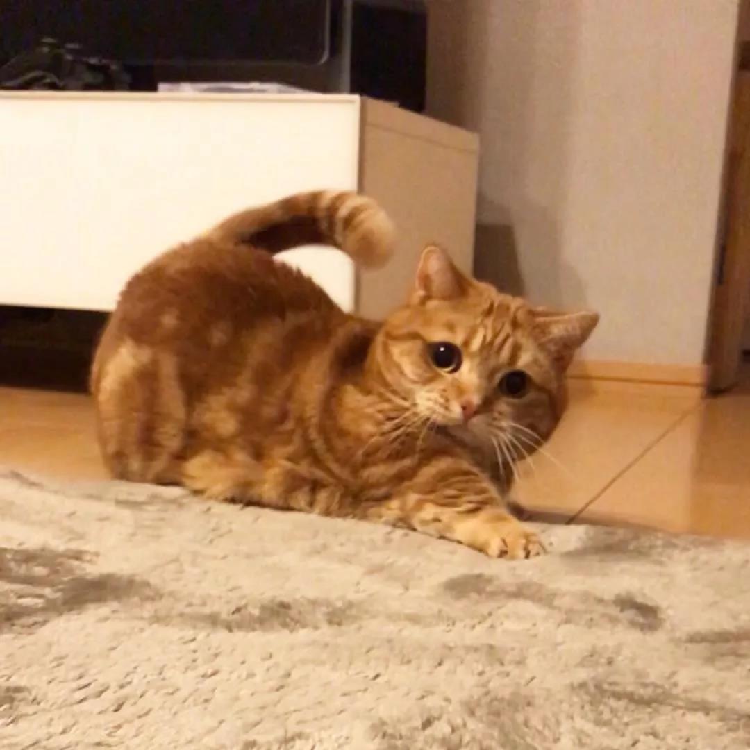 猫咪兄妹萌翻全场,短腿猫咪兄妹