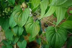 每个十一月生日对应的生日花,365天每天代表生日的花有哪些