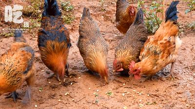 自驾29分钟到，昆明边大片红将军成熟可摘，1口糖心甜蜜又多汁