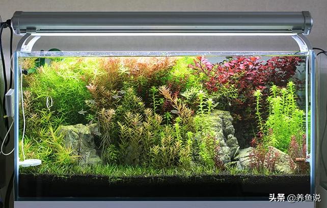水草缸怎么能养好,水草缸最好养什么