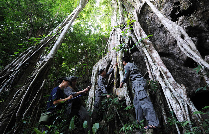 专访：亚洲象北上是整体趋势，长期投喂香蕉、菠萝、玉米等高糖、高热量食物，可能导致野象得高血压、糖尿病