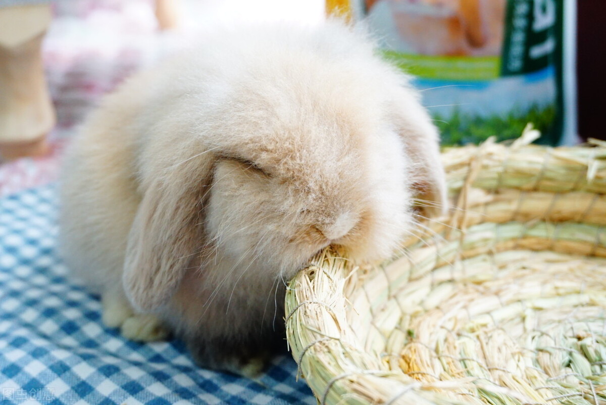 兔子脚上长癣怎么治疗,兔子耳朵长癣了怎么办
