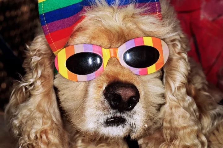 犬的记忆｜世界摄影经典