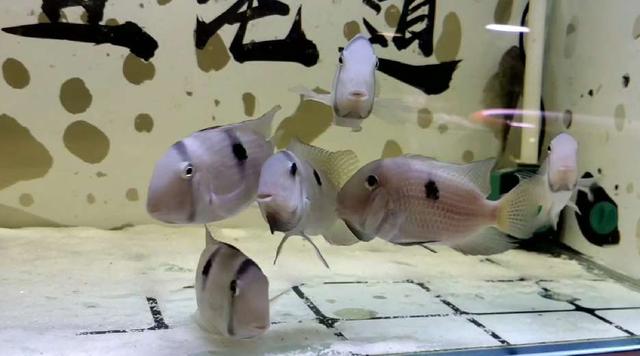 观赏鱼复口吸虫病怎么治,鱼体内虫怎么清除