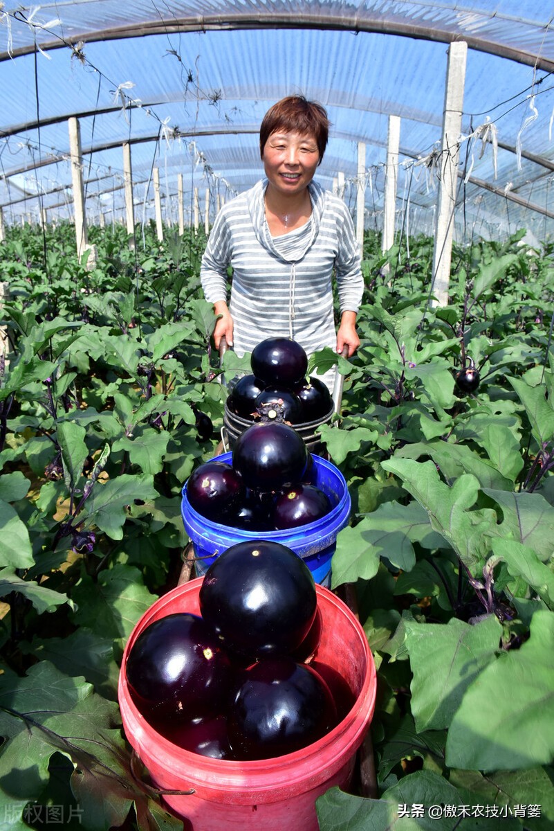 药物处理花穗时，点花与蘸花、防落素与2,4-D哪个好？一看就明白