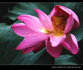 残荷虽败风骨犹存文案,残荷虽败能听雨