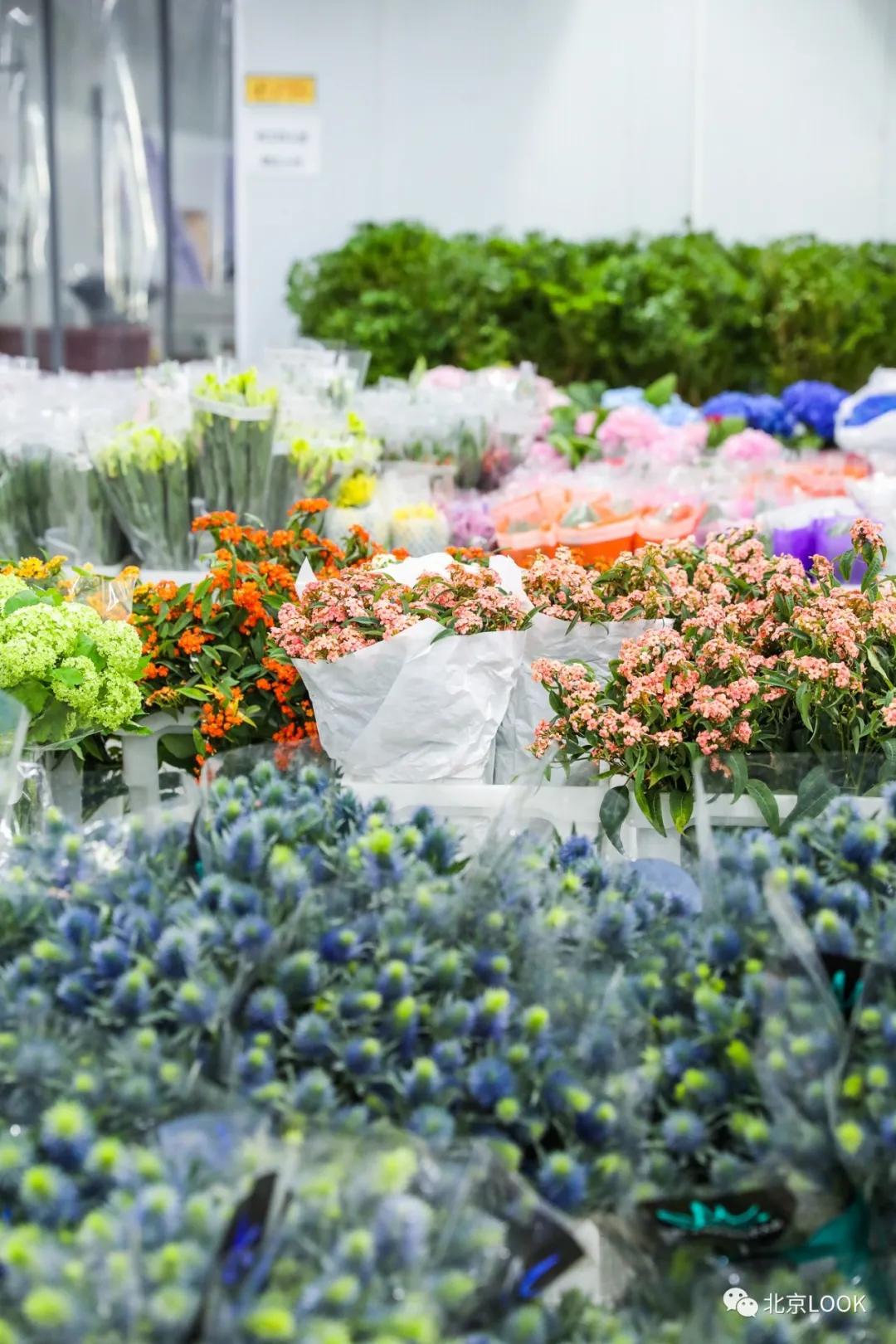 最便宜的北京花市,北京超好逛的花市