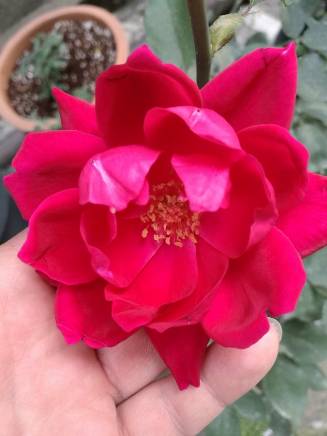 月季和铁线莲搭配好打理吗,月季和铁线莲