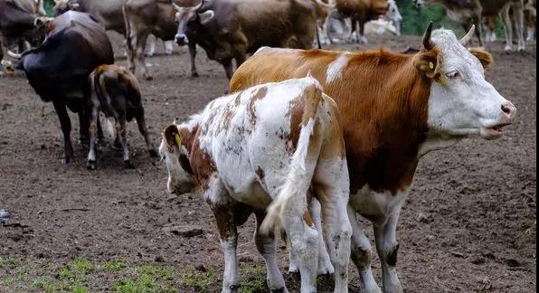 养牛的10大忠告全文,养牛的10个忠告怎么写