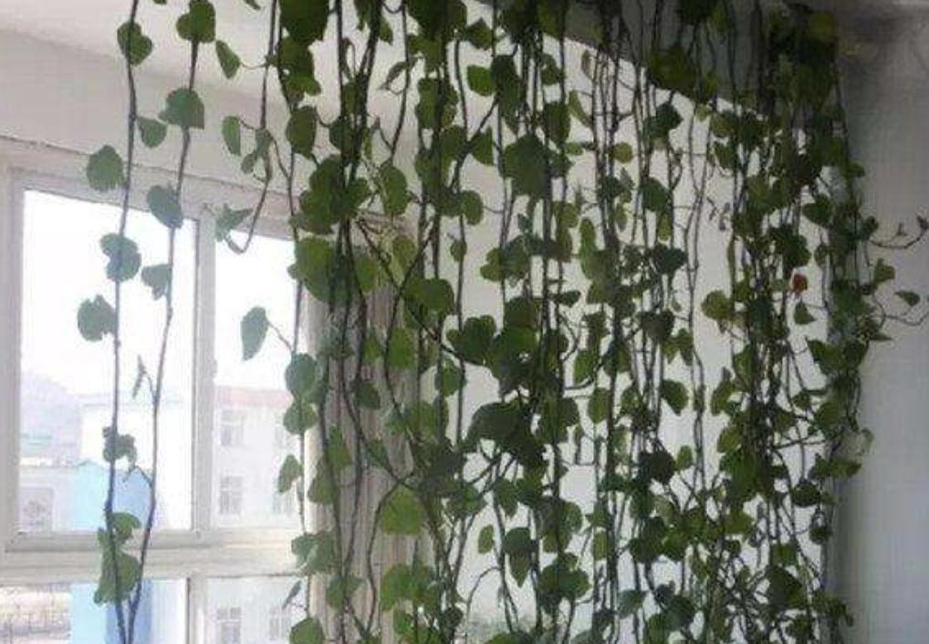 陈大妈养了“2种花”，养护10个月，枝叶开始“爬上墙”，美！