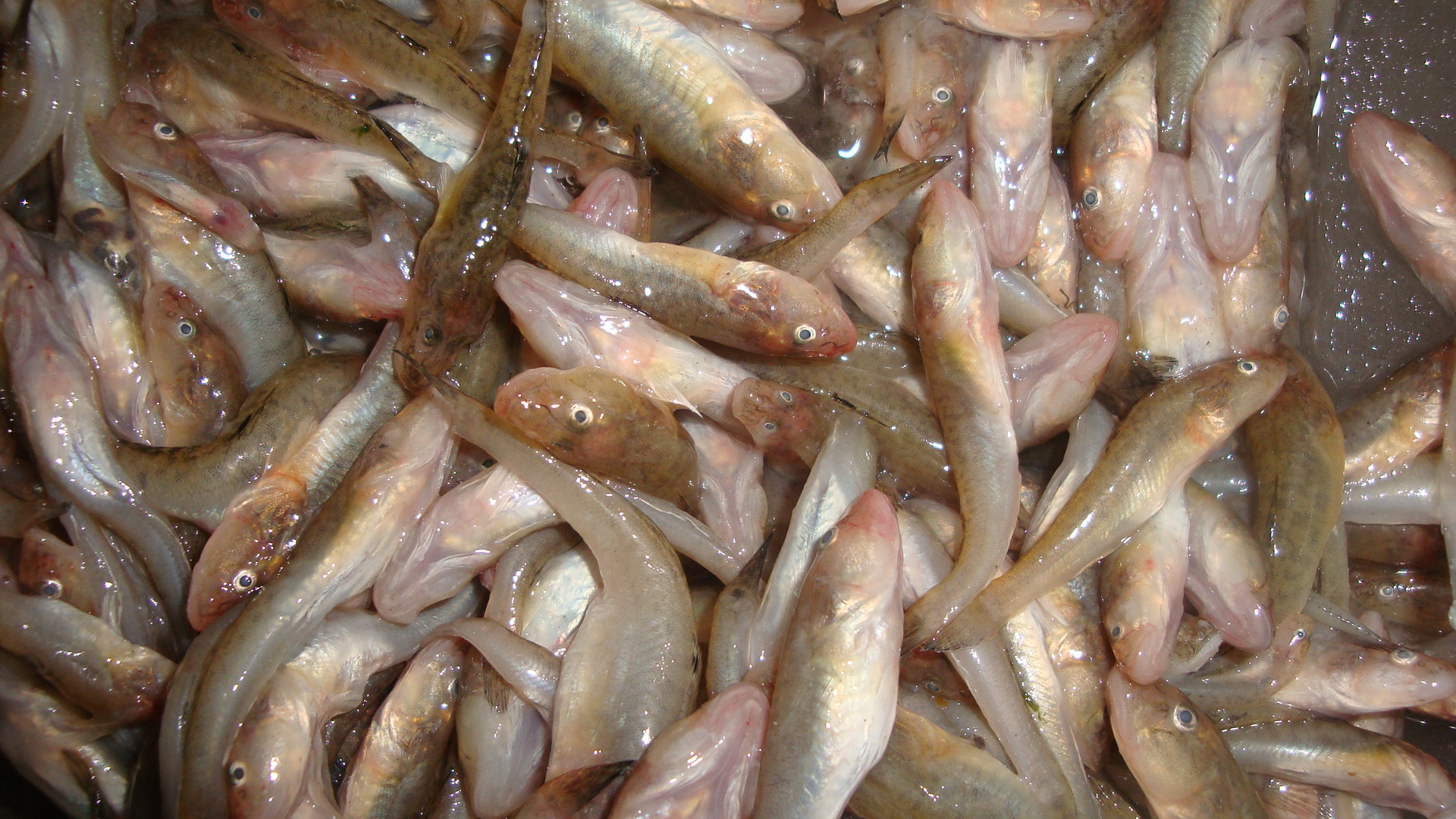 最干净的十种食用鱼,常见的可食用干净的鱼有哪些