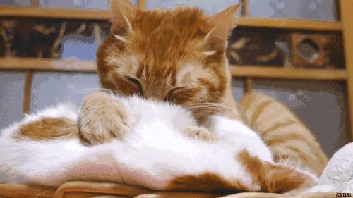 绝育了的公猫胆子小会跳窗吗,绝育的小公猫还叼小母猫怎么办