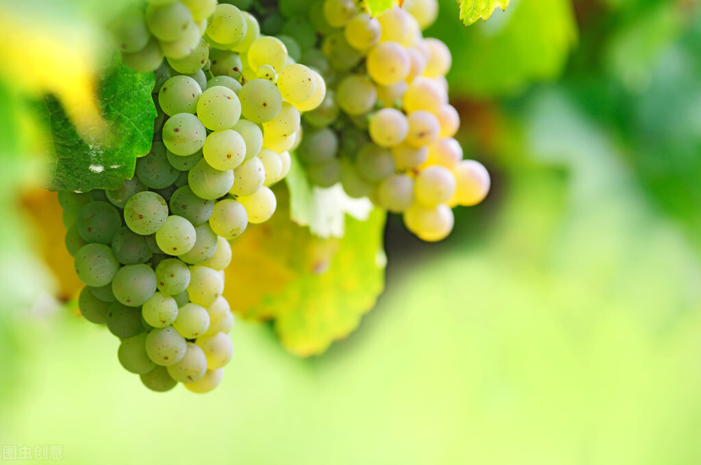 德国有个司令ta姓雷