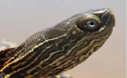 黄喉石龟图片大全,欧洲黄喉